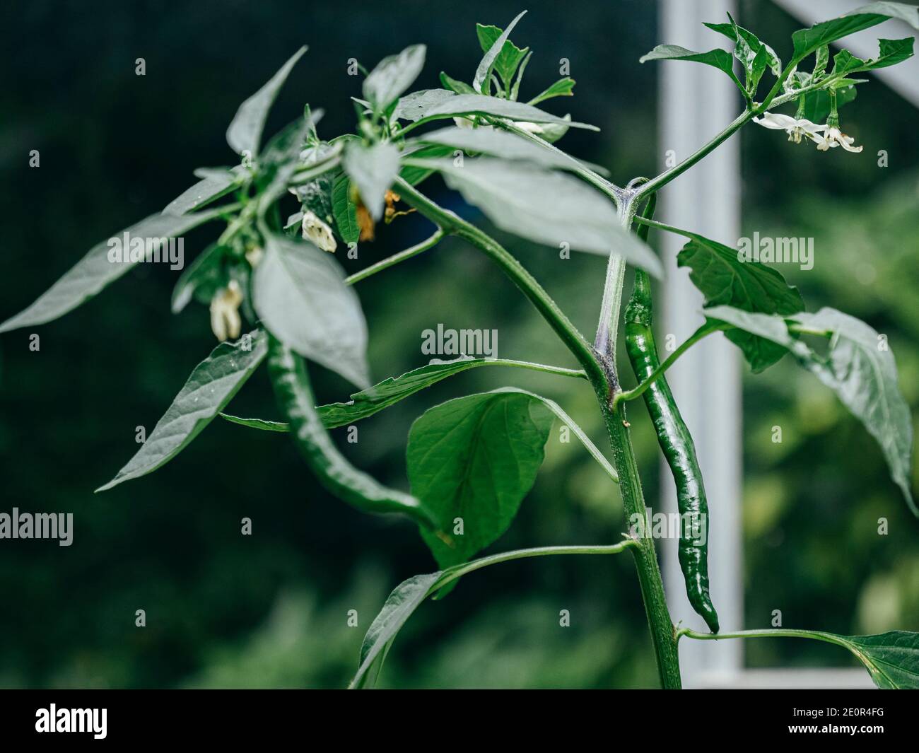 Nahaufnahme der Chiliplanze im Gewächshaus mit weißen Blüten Und tragen lange dünne grüne Chilis Stockfoto