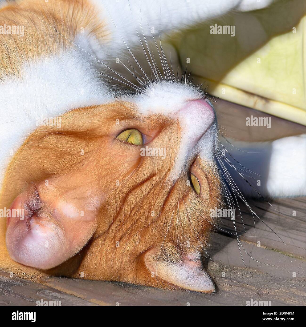 Extreme Nahaufnahme von Katzen Gesicht, Augen, Schnurrhaare Stockfoto