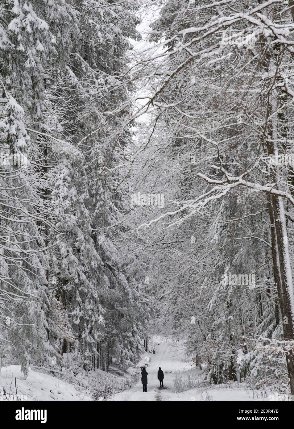 Kiedrich, Deutschland. Januar 2021. Spaziergänger wandern durch eine weiße Winterlandschaft bei Kiedrich. In den kommenden Tagen werden die Temperaturen deutlich unter den Gefrierpunkt fallen, besonders nachts. Quelle: Boris Roessler/dpa/Alamy Live News Stockfoto