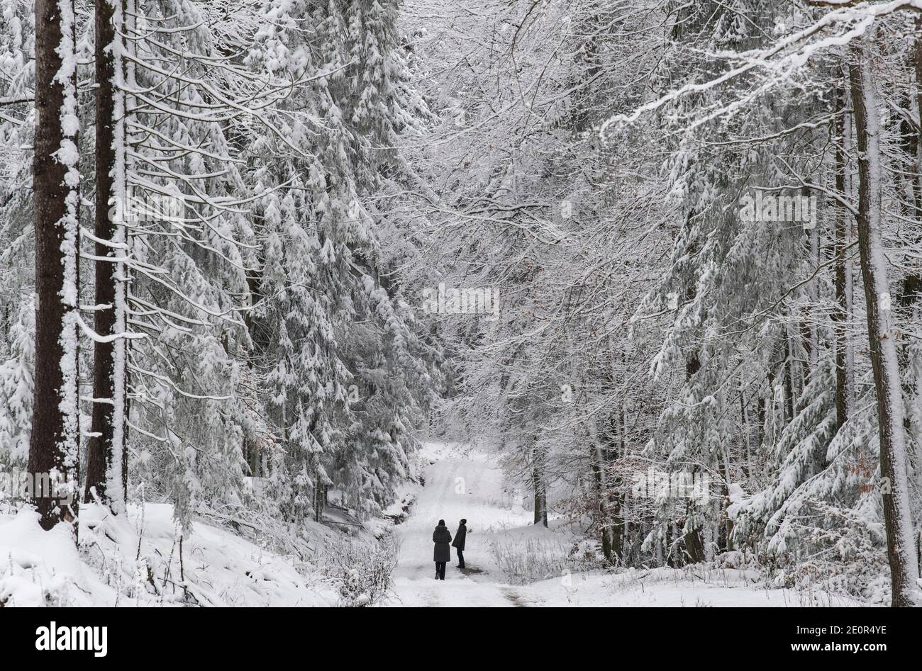 Kiedrich, Deutschland. Januar 2021. Spaziergänger wandern durch eine weiße Winterlandschaft bei Kiedrich. In den kommenden Tagen werden die Temperaturen deutlich unter den Gefrierpunkt fallen, besonders nachts. Quelle: Boris Roessler/dpa/Alamy Live News Stockfoto