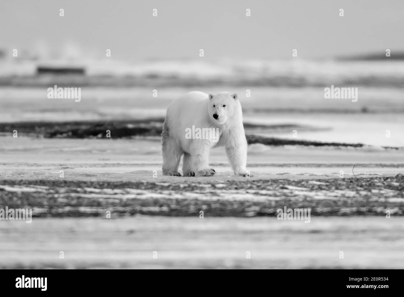 Eisbär (Ursus maritimus) im Polarkreis von Kaktovik, Alaska Stockfoto