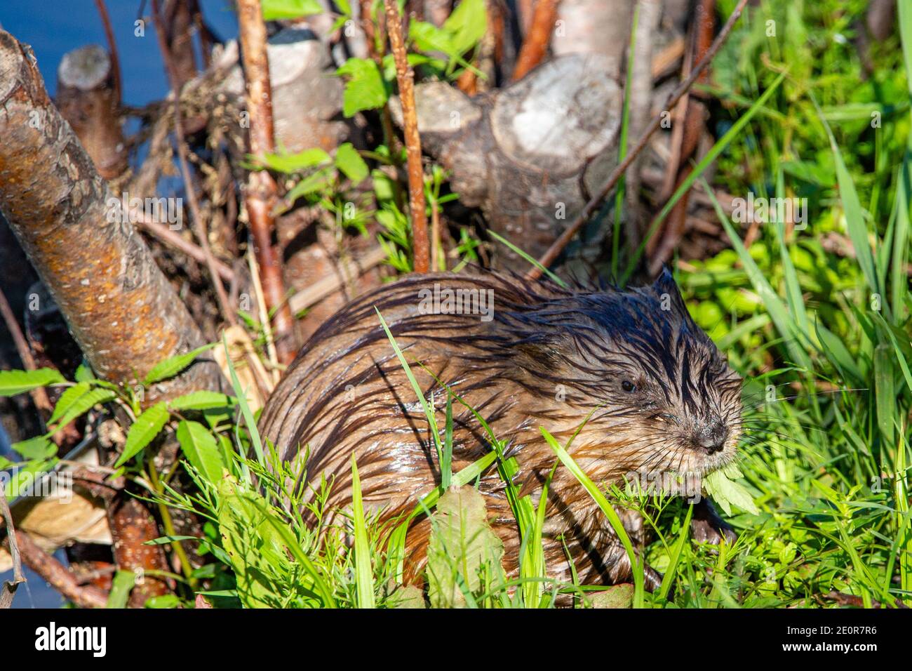 Bisamratte (Ondatra zibethicus) Gras und Pflanzen im Sommer fressend, horizontal Stockfoto