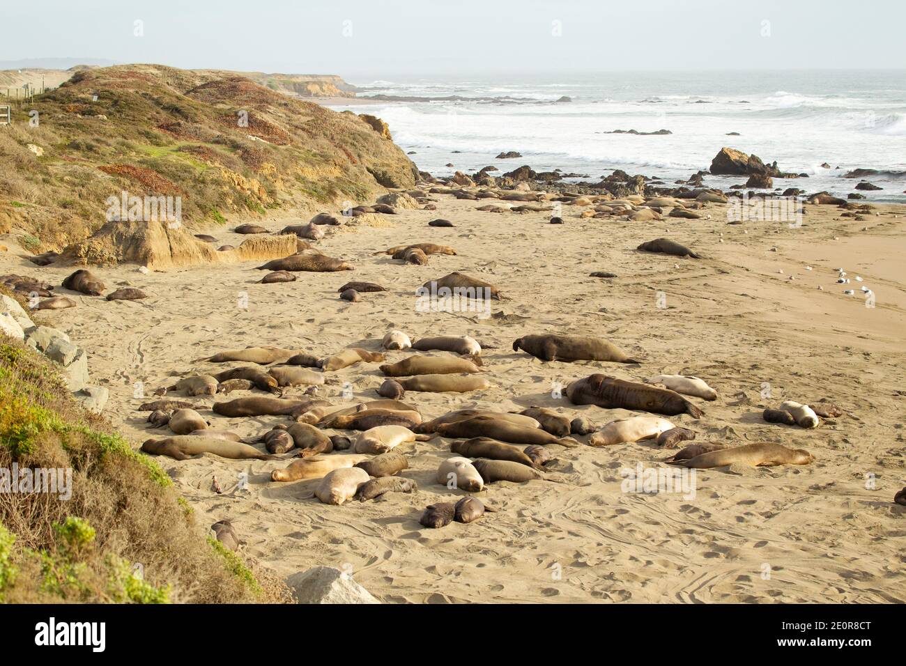 Nördliche See-Elefant (Mirounga leonina angustirostris). Auch als See Elefanten bekannt. Stockfoto