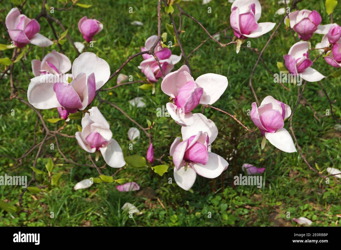 Magnolie mit großen Blüten mit zarten rosa und weißen Blütenblättern Auf einem Zweig mit grünen Blättern im Garten und Im Park an einem Frühlingstag Stockfoto