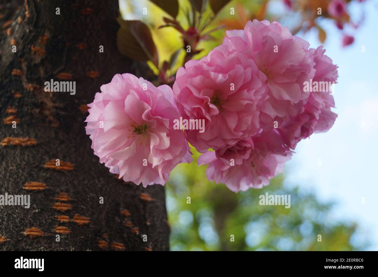 Sakura Zweig mit zarten dichten Blüten mit rosa Blütenblättern und Die grünen Blätter auf dem Baum im Park auf dem Frühlingstag Stockfoto