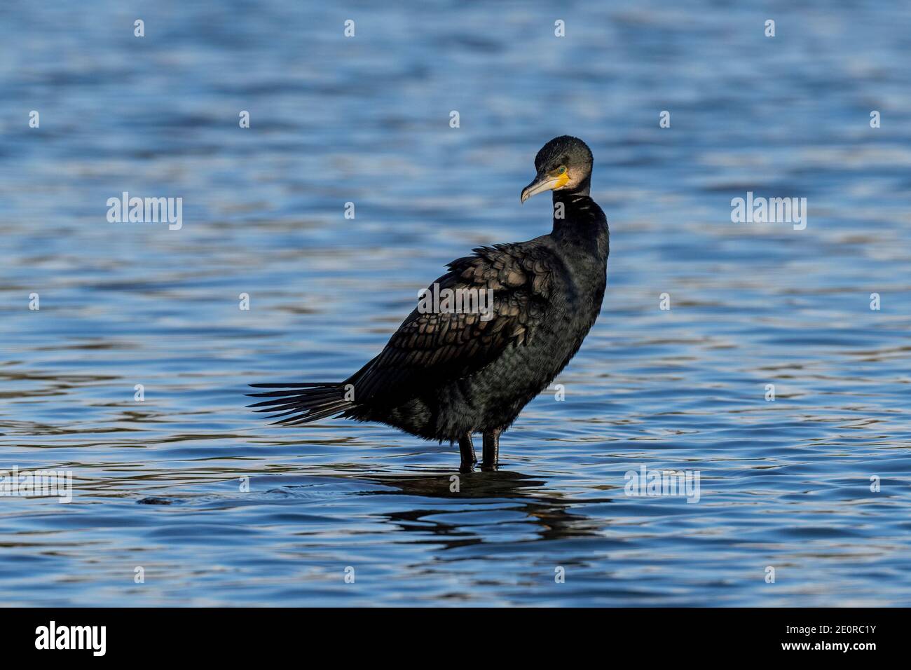 Kormoran-Phalacrocorax carbo. Winter Stockfoto