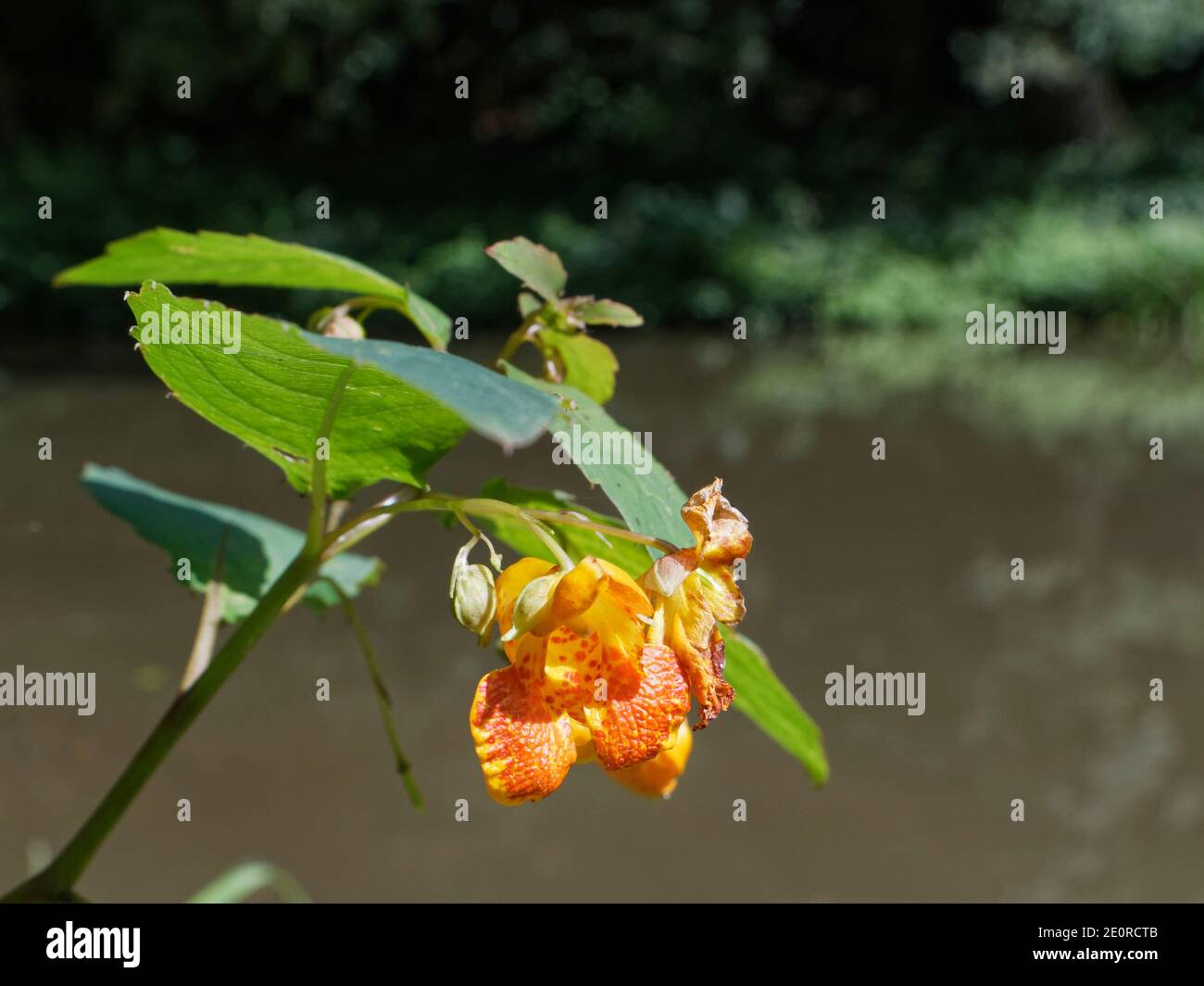 Orangenbalsam / Gemeine Schmuckkrautpflanze (Impatiens capensis) eine nordamerikanische Pflanze, die im Vereinigten Königreich eingebürgert wird und durch einen Kanal blüht, Wiltshire, Vereinigtes Königreich. Stockfoto