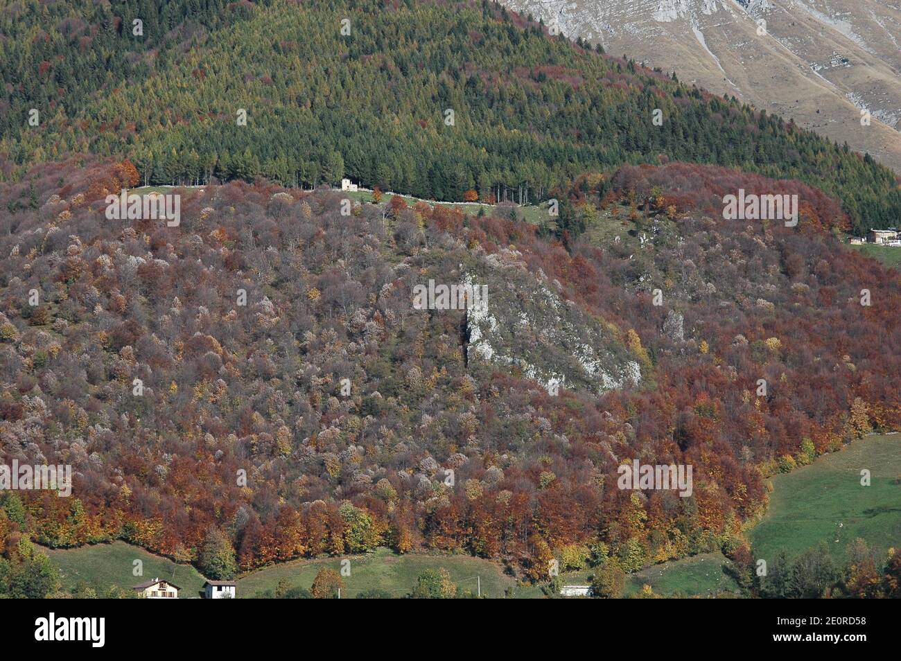 Wald mit vielen Farben in der Herbstsaison Stockfoto