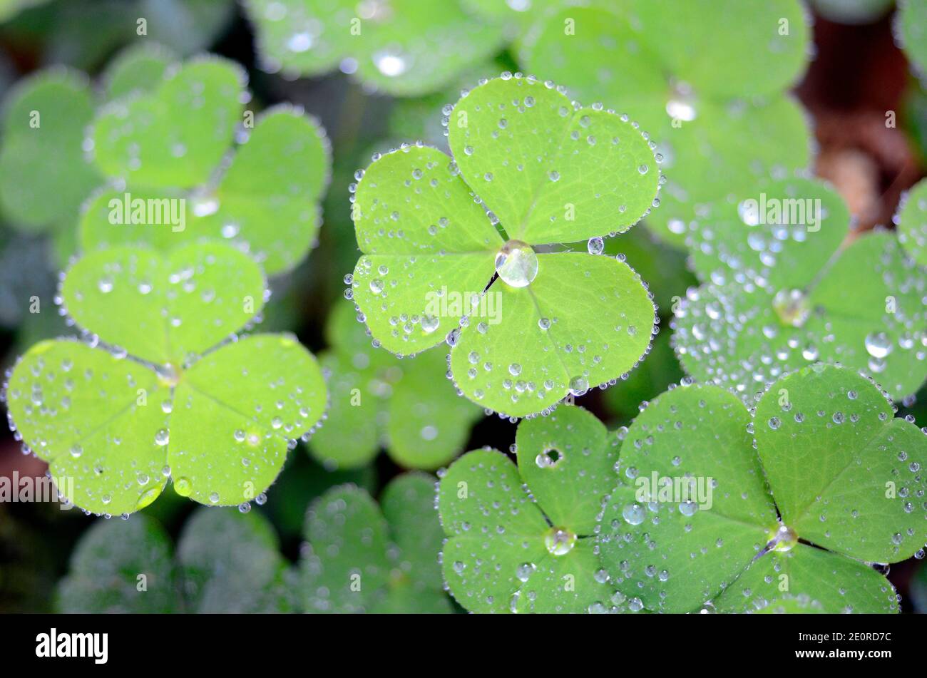 Blätter der Sauerklee (Oxalis Acetosella) mit Tautropfen Stockfoto
