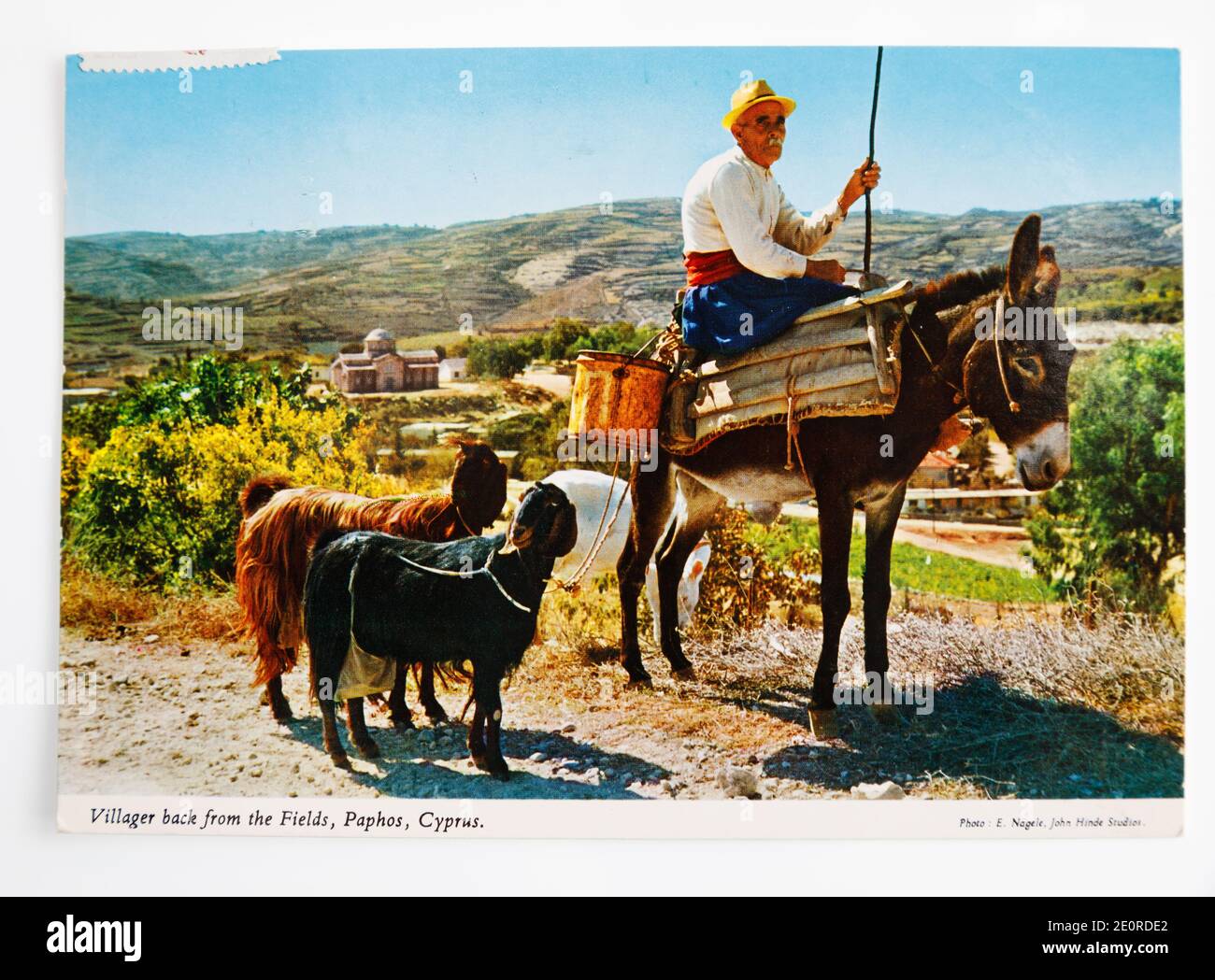 Alt farbige Postkarte aus Zypern zeigt alten Mann auf einem Esel mit seinen Ziegen. Beschriftet als “Dorfbewohner zurück von den Feldern, Paphos, Zypern. Stockfoto