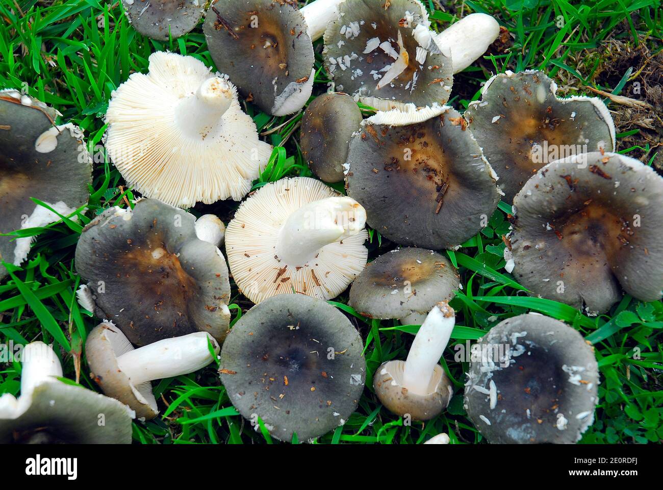 Pflücken von essbaren Pilzen im Sommer und Herbst: Täubling Stockfoto