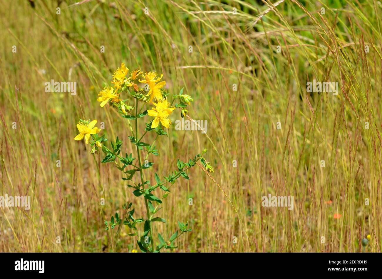 Hypericum perforatum, bekannt als Perforate Johanniskraut, ist eine weit verbreitete Heilpflanze Stockfoto