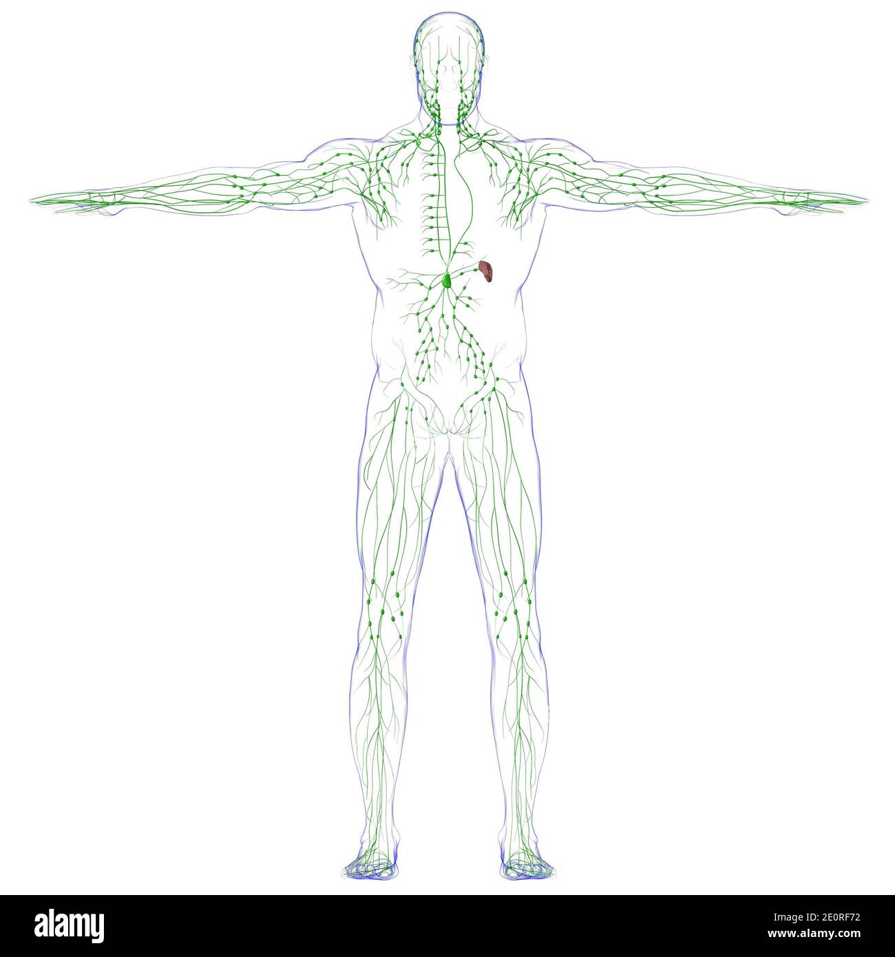 Menschliche Lymphknoten Anatomie für medizinisches Konzept 3D Illustration Stockfotografie Alamy