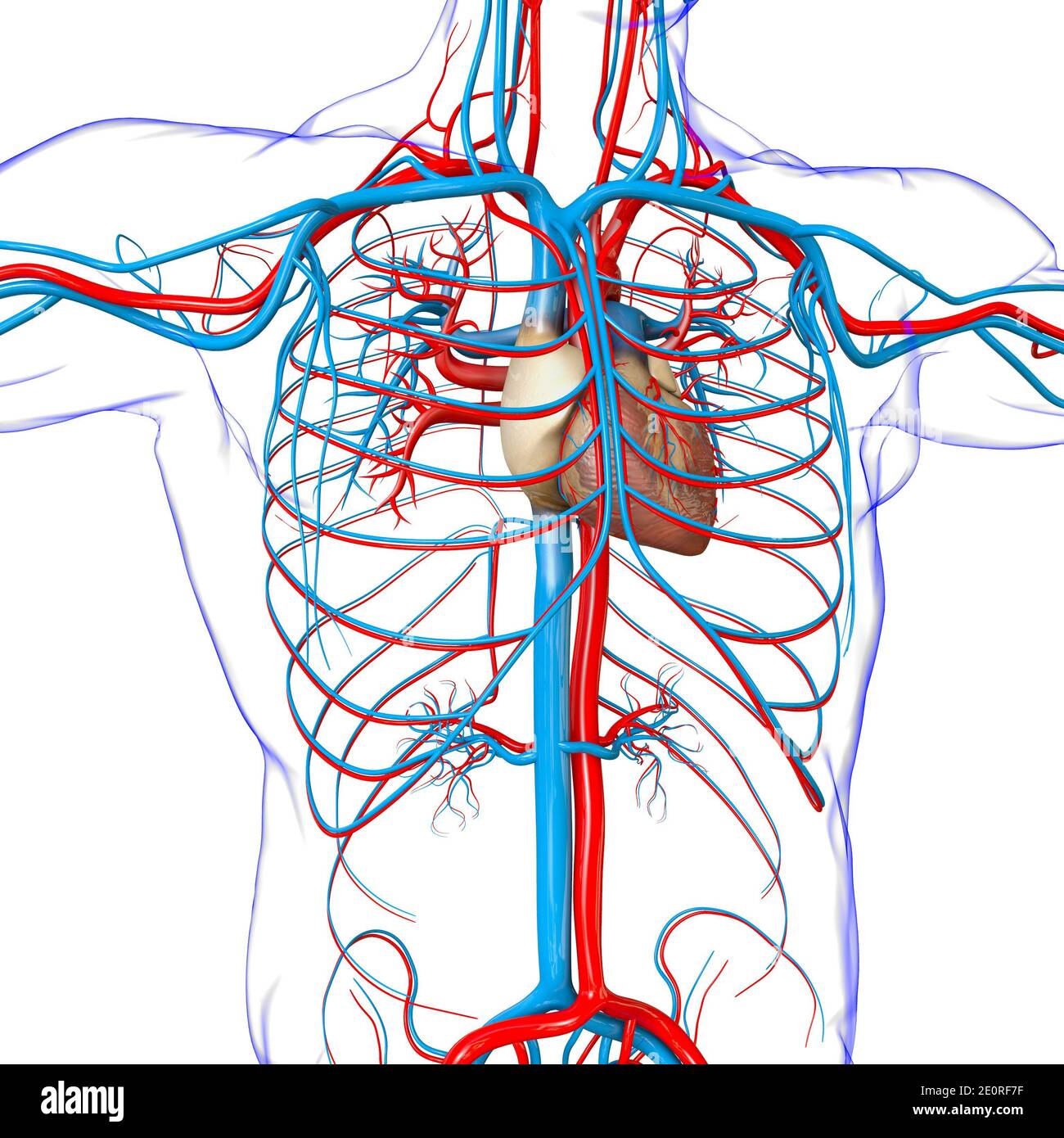 Herz Kreislauf System Anatomie Menschliches Herz mit Kreislaufsystem Anatomie für medizinisches
