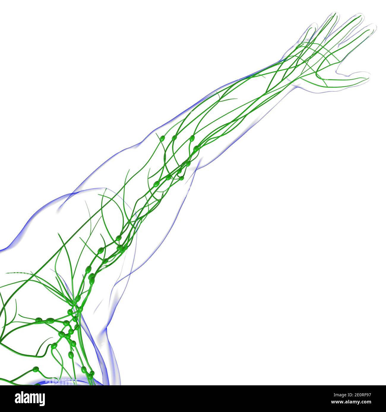 Menschliche Lymphknoten Anatomie für medizinisches Konzept 3D Illustration Stockfoto