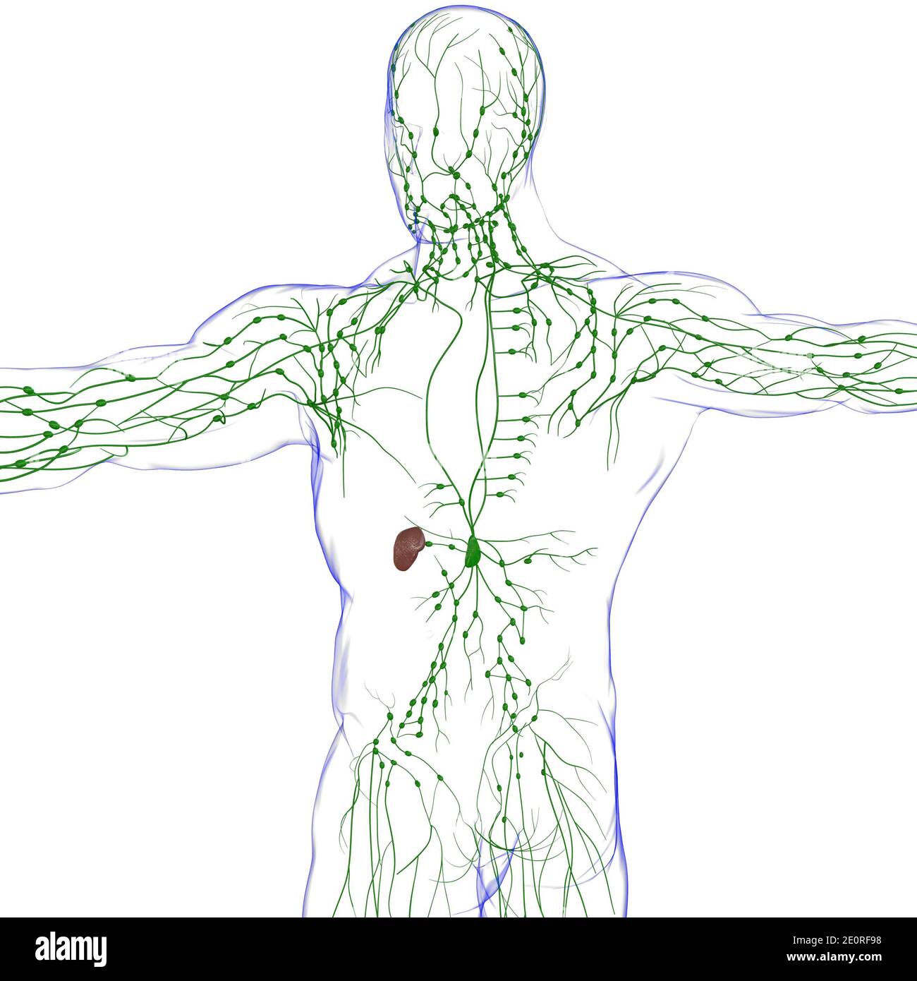 Menschliche Lymphknoten Anatomie für medizinisches Konzept 3D Illustration Stockfoto