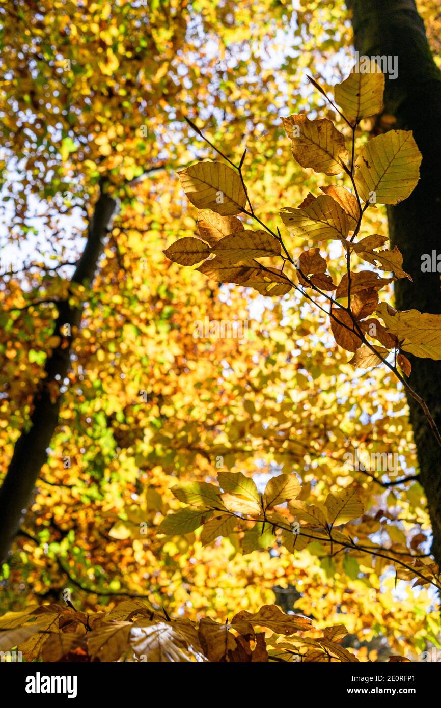 Erstaunliche gelbe Blätter im Herbst im Wald Stockfoto