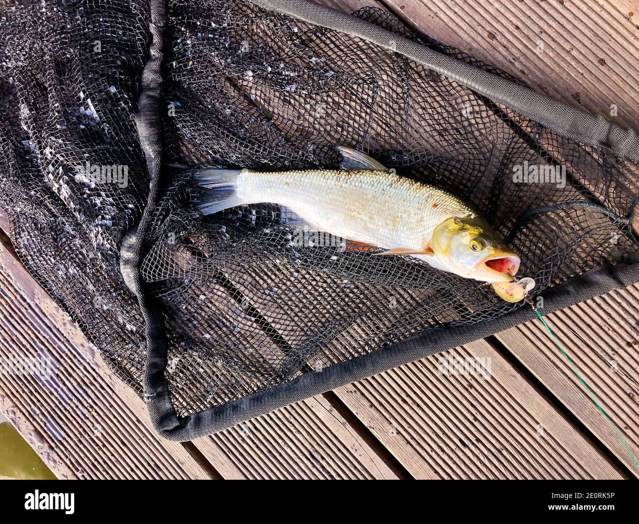 Kleine Flussfische im Tauchnetz mit Haken eingefangen Einen Mund Stockfoto