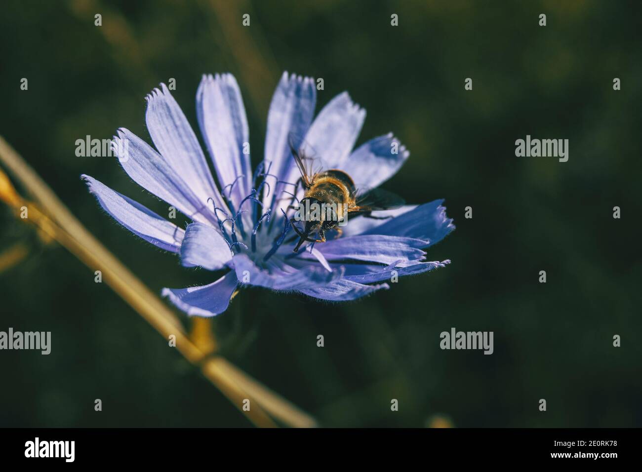 Gemeine Zichorie Fliederblüte mit einer Biene, die Pollen sammelt Stockfoto