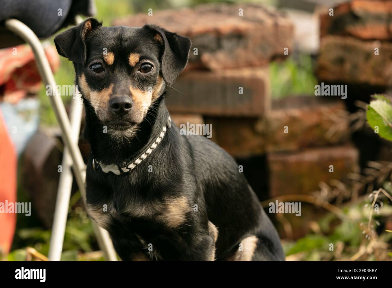 pinscher Hund auf einer Sommerwiese Stockfoto