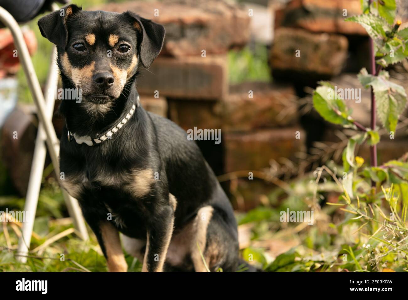pinscher Hund auf einer Sommerwiese Stockfoto
