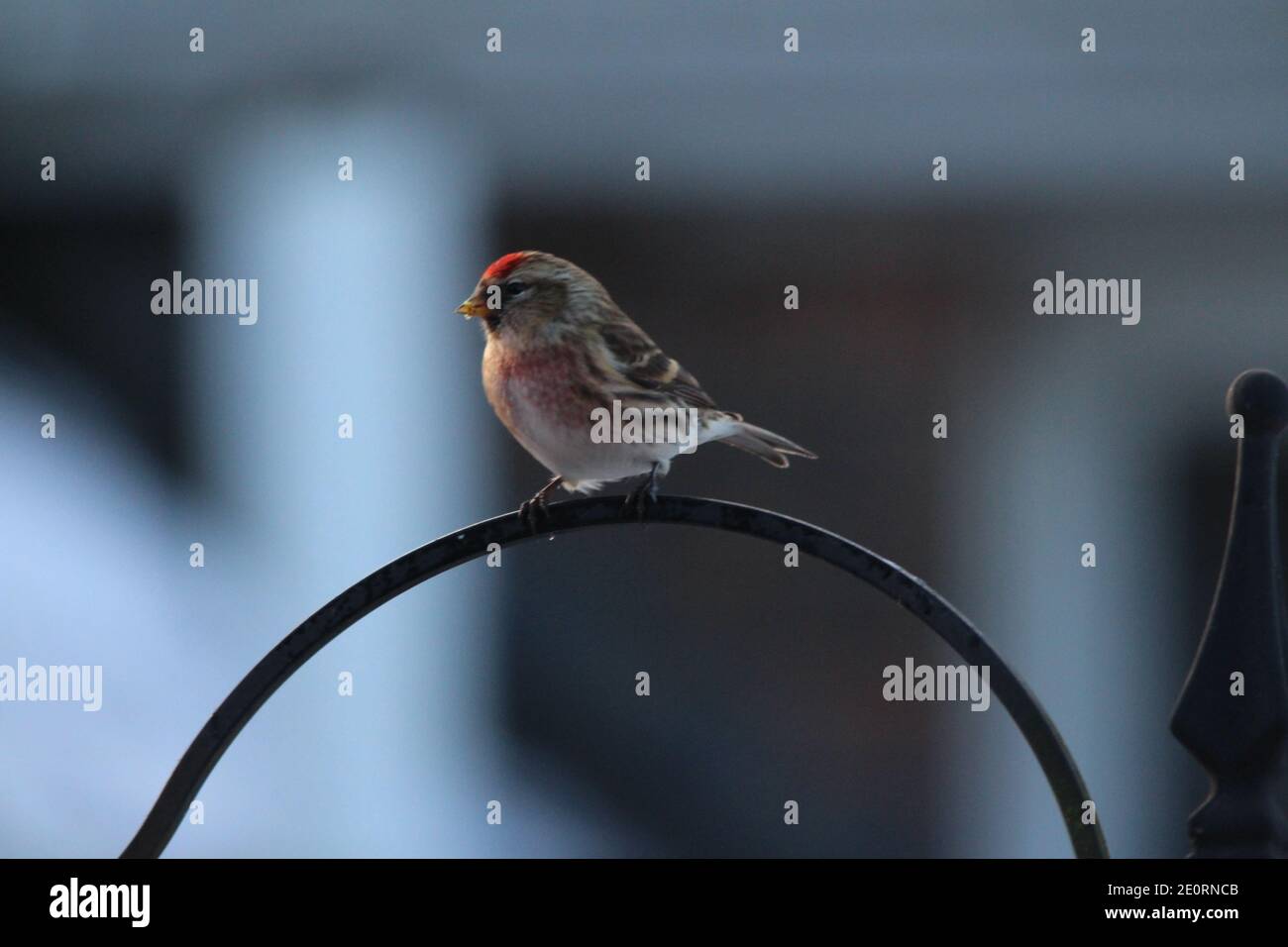 Rotkehlchen an einem Futtererstab in einem Garten in Radnorshire, Powys, Mid Wales, Großbritannien, Januar 2021. Britischer Erhaltungsstatus: Rot. Stockfoto