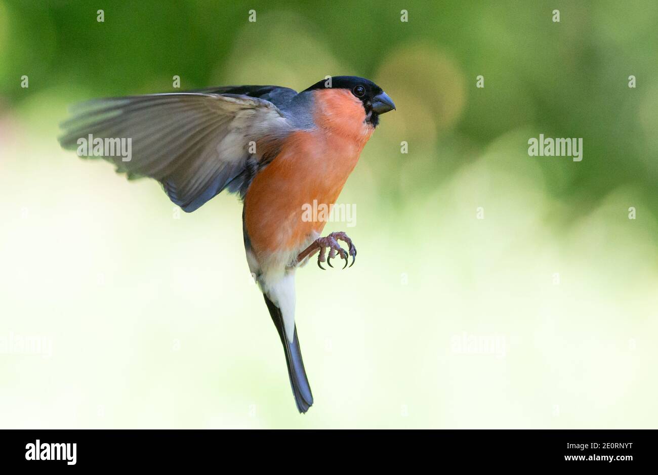 Männlicher Bullfinch [ Pyrrhula pyrrhula ] im Flug Stockfoto
