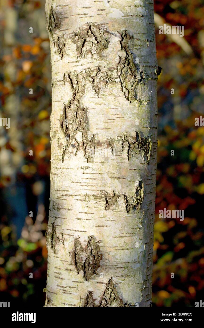 Nahaufnahme der Rinde einer jungen Silberbirke (betula pendula), die sowohl die raue als auch die glatte Textur ihrer Oberfläche zeigt. Stockfoto