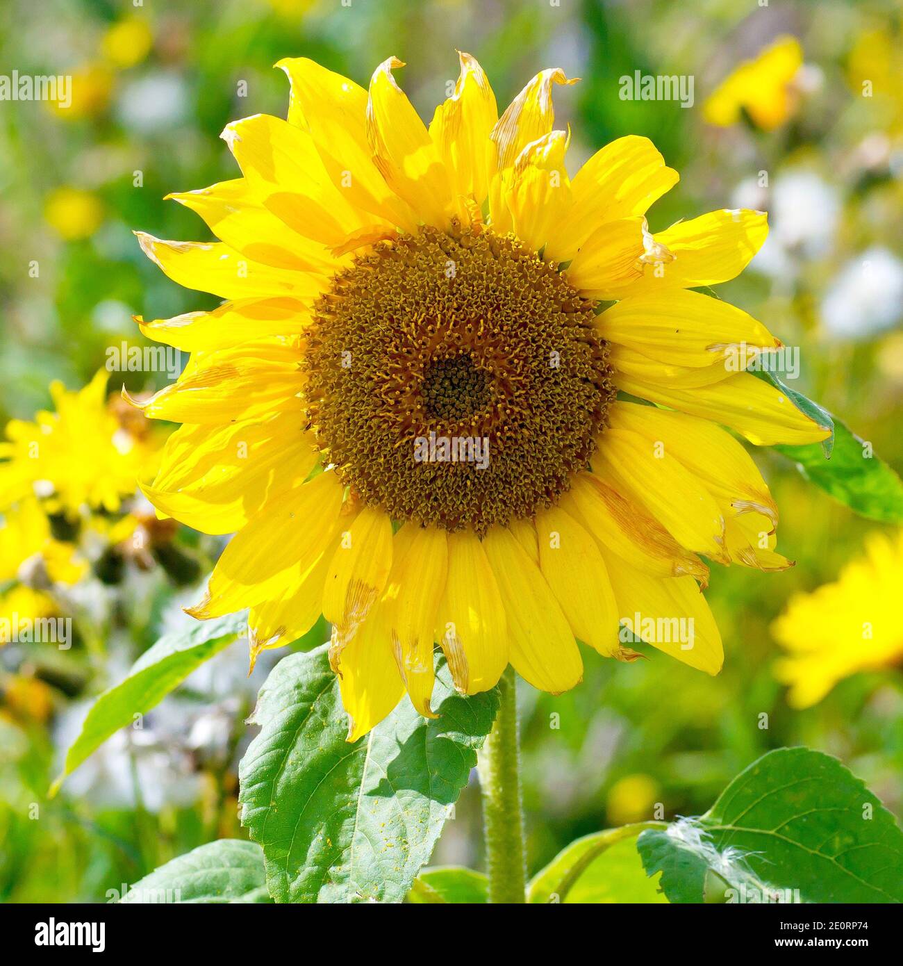 Sonnenblume (helianthus annuus), Nahaufnahme eines einzigen Blütenkopfes, der am Rand eines Feldes wächst, um die Biodiversität zu unterstützen. Stockfoto