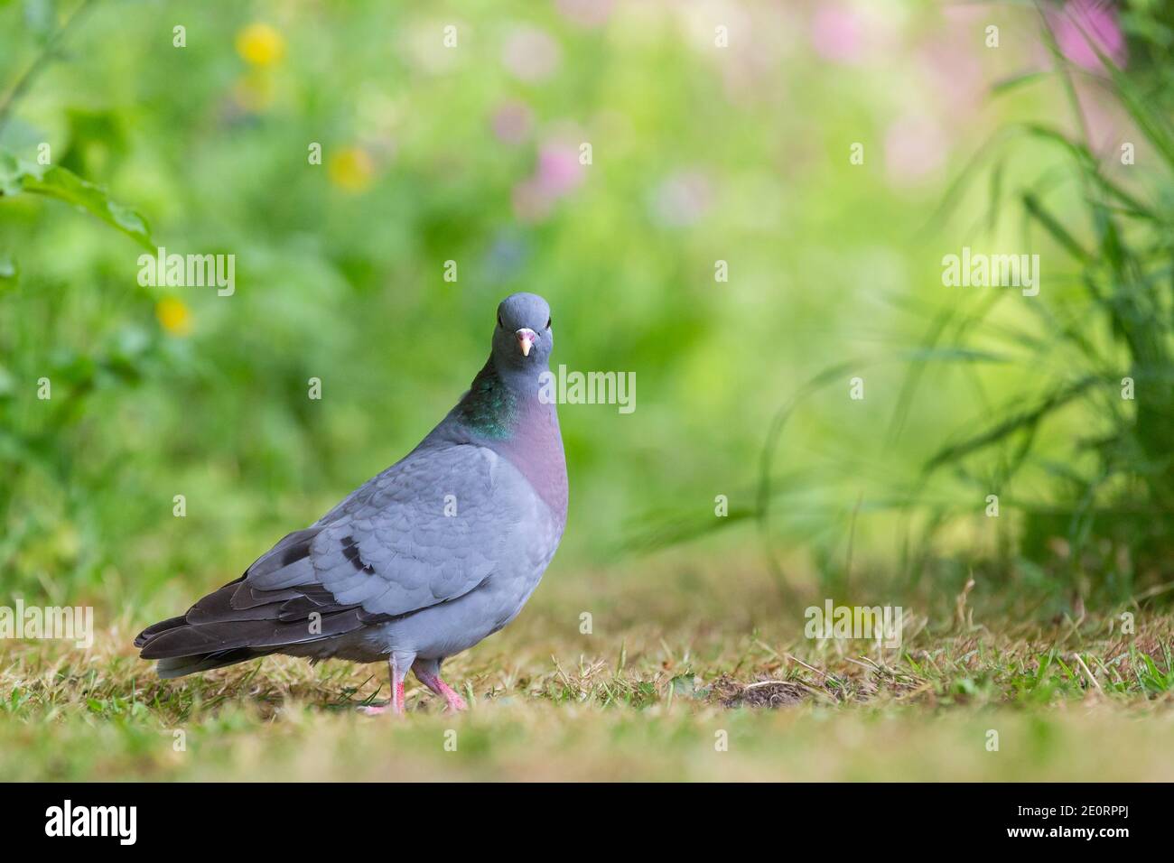 Stock Dove [ Columba oenas ] auf dem Boden suchen In die Kamera mit Gras im Vordergrund Und aus Fokus Blumen im Hintergrund Stockfoto