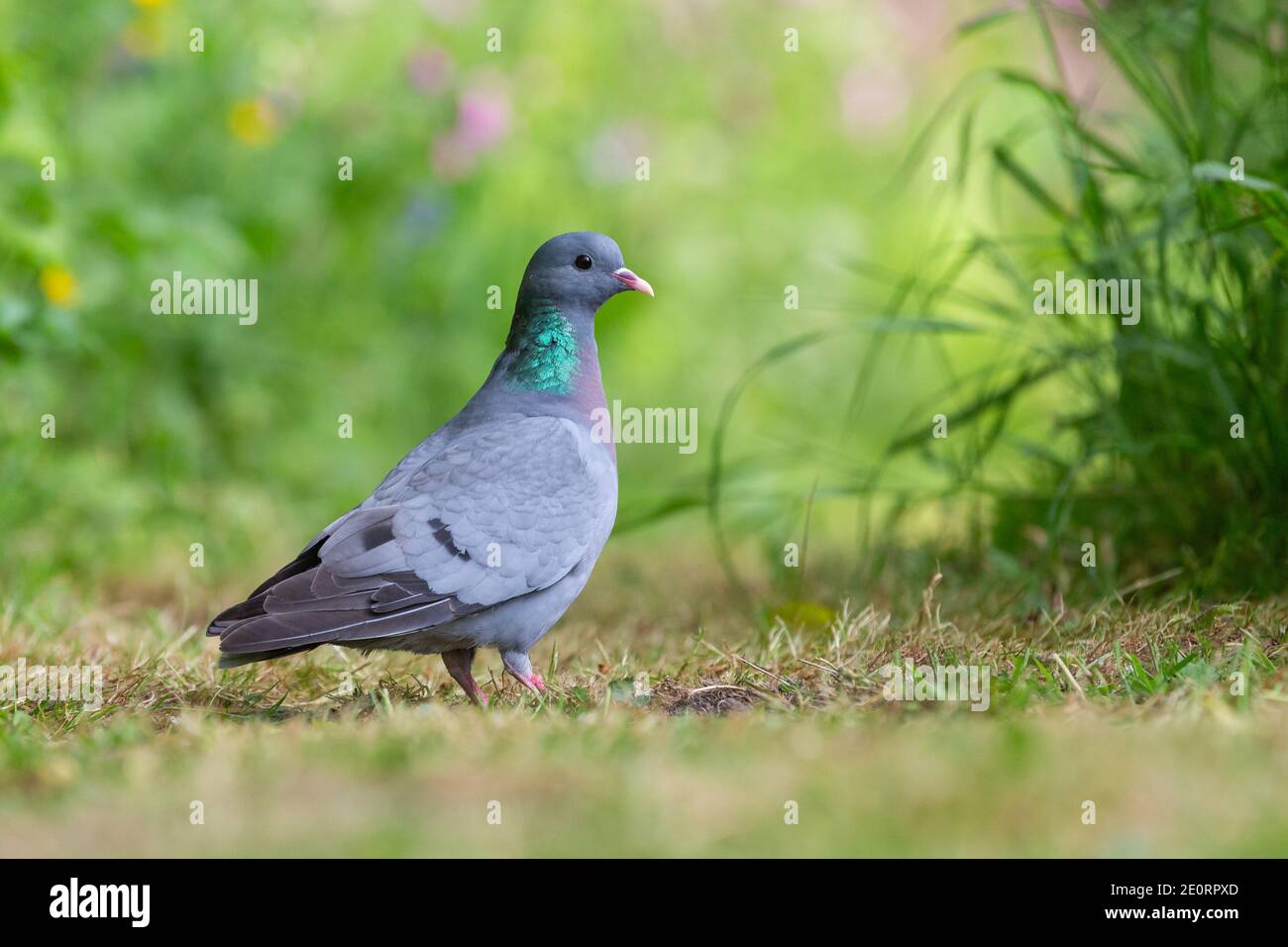 Stock Dove [ Columba oenas ] auf dem Boden mit Außerhalb des Fokus Gras im Vordergrund und außerhalb des Fokus Blumen im Hintergrund Stockfoto