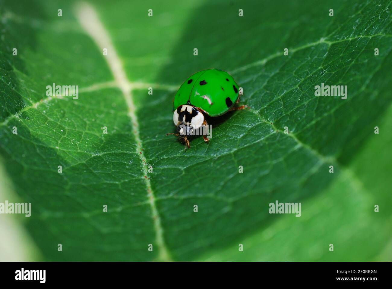 Kleiner grüner Marienkäfer, der auf einer großen grünen Blatt Fotomontage sitzt Stockfoto