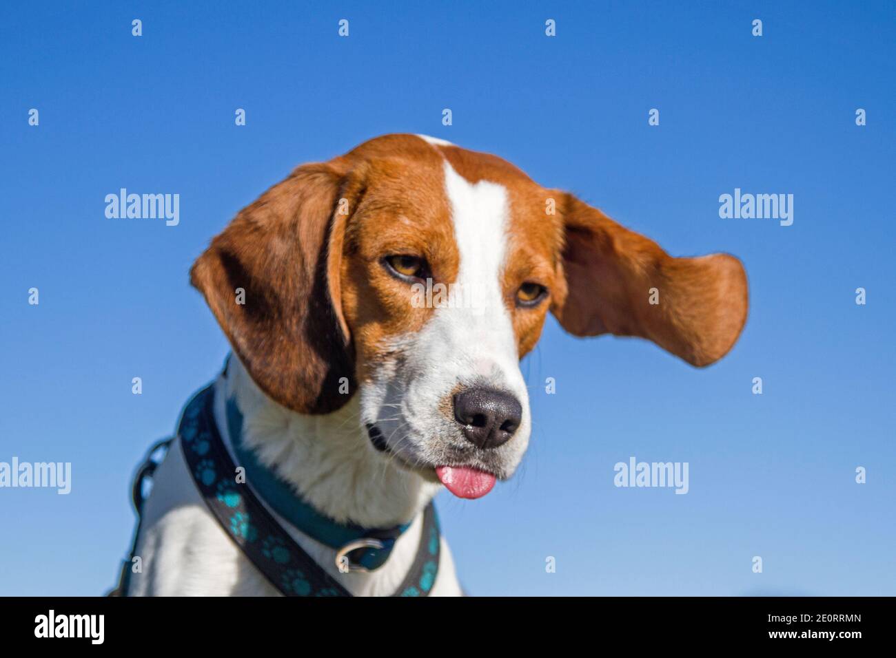 Der Starke Föhnwind Auf Dem Gipfel Des Berges Lässt die Beagle S Ohren flattern Stockfoto