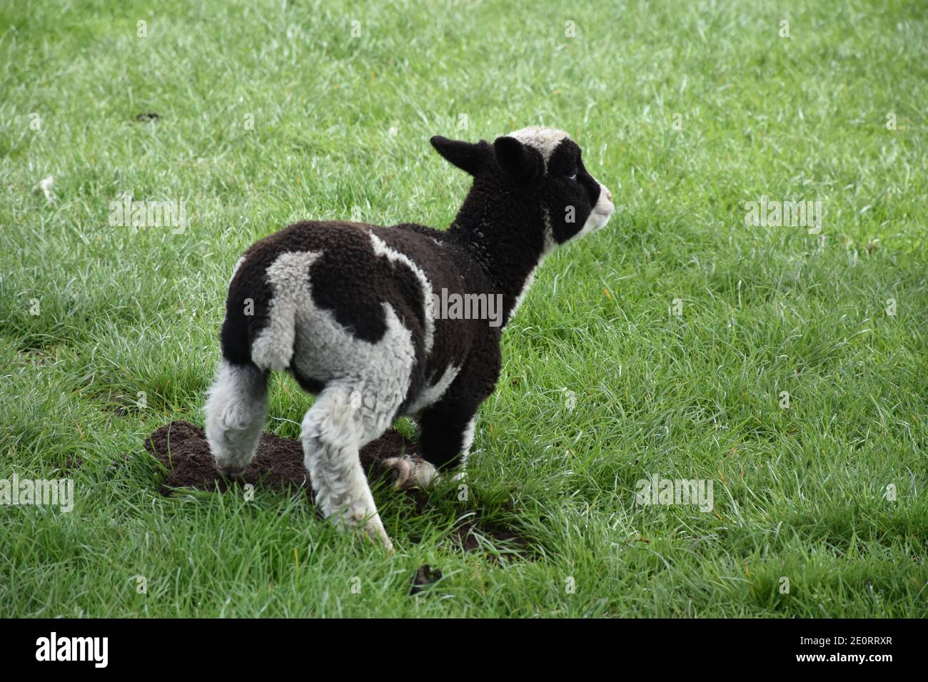 Schwarz-weißes Lamm, das von der Ruhepause auf einem Feld aufsteht. Stockfoto