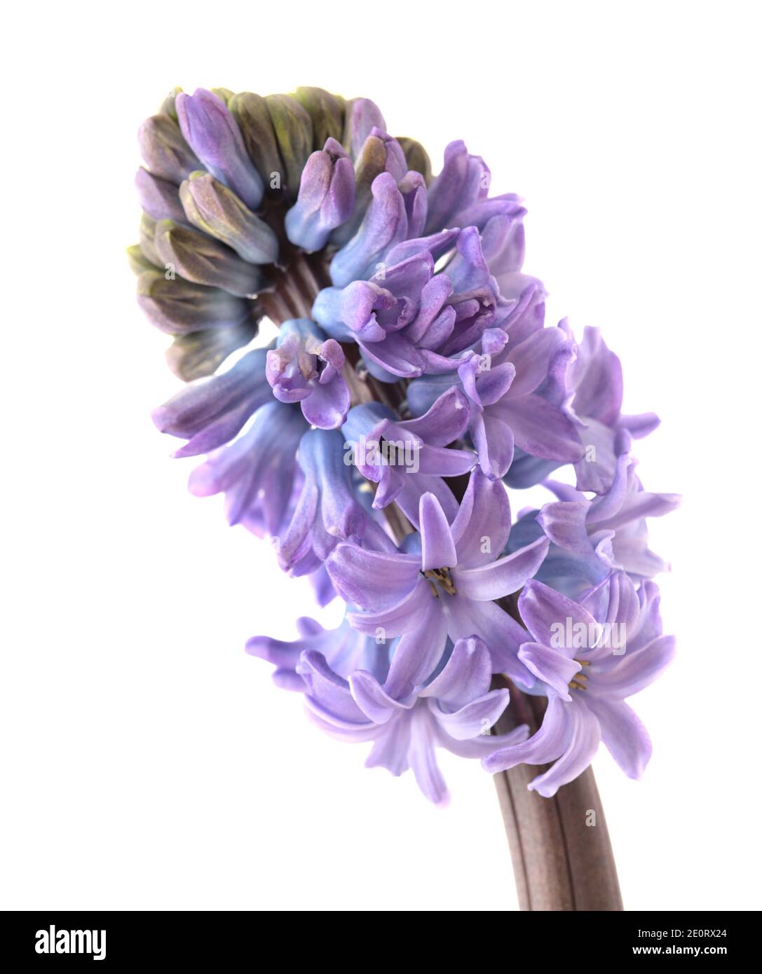 Blaue Hyazinthe blühende Spitze isoliert auf weißen, gezwungen Winter-Glühbirne Stockfoto