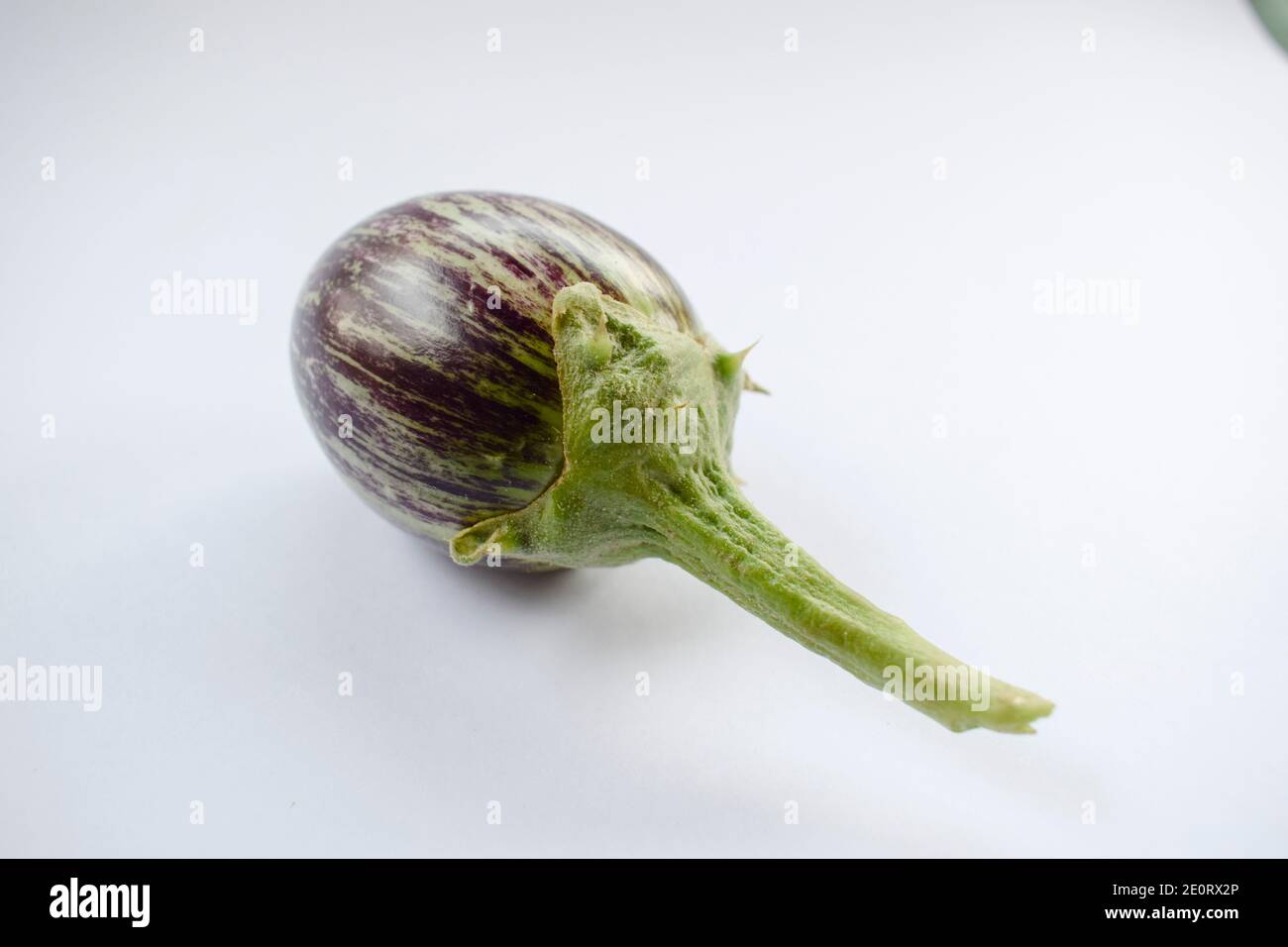 Indisches Gemüse Brinjal Aubergine lila und weiß und grün. Einzelstück isoliert mit weißem Hintergrund. Aubergine mit Stiel ist dornig Stockfoto