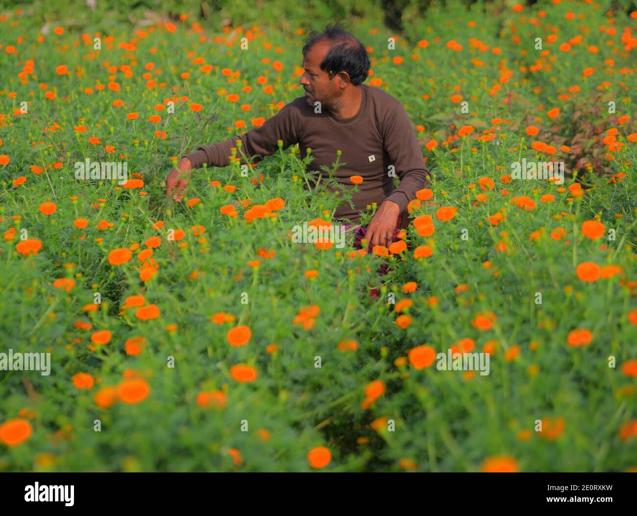 Ein Bauer, der an einem sonnigen Tag in seinem Ringelblumengarten arbeitet. Am Stadtrand von Agartala, Tripura, Indien. Stockfoto