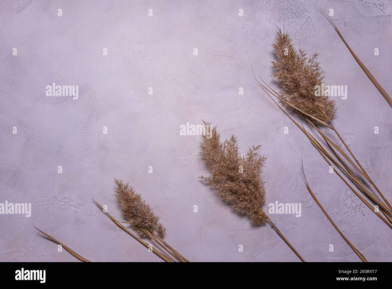 Flaches Lay mit Rahmen aus beige getrockneten Schilfblumen auf strukturiertem blau, grau und beige Beton. Hintergrund mit getrockneten Blumen Anordnung und Kopie SPAC Stockfoto