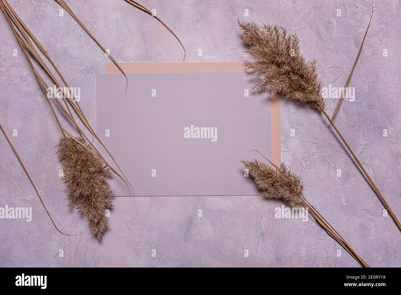 Moderne stilvolle flache Lay mit Gruppe von beige getrockneten Blumen von Schilf und blank quadratisch blau grau Papier Blatt auf texturierten Beton Hintergrund. Speicherplatz kopieren. Stockfoto