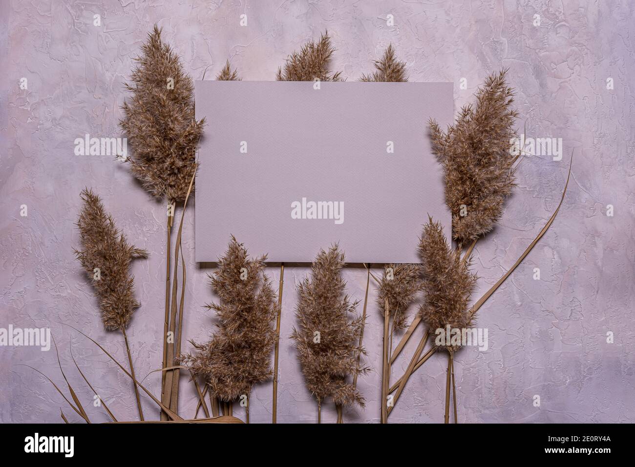 Stilvolle flache Lay mit Gruppe von beige getrockneten Schilfblumen und leere quadratische blau grau Papierblatt auf strukturierte Dämmerung Beton Hintergrund. Speicherplatz kopieren. Mochu Stockfoto
