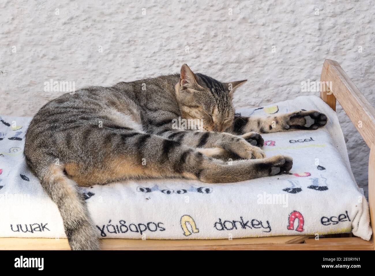 Verschlafene Katze auf der Straße in Pyrgos Dorf auf Santorini Insel, Kykladen Inseln, Griechenland Stockfoto