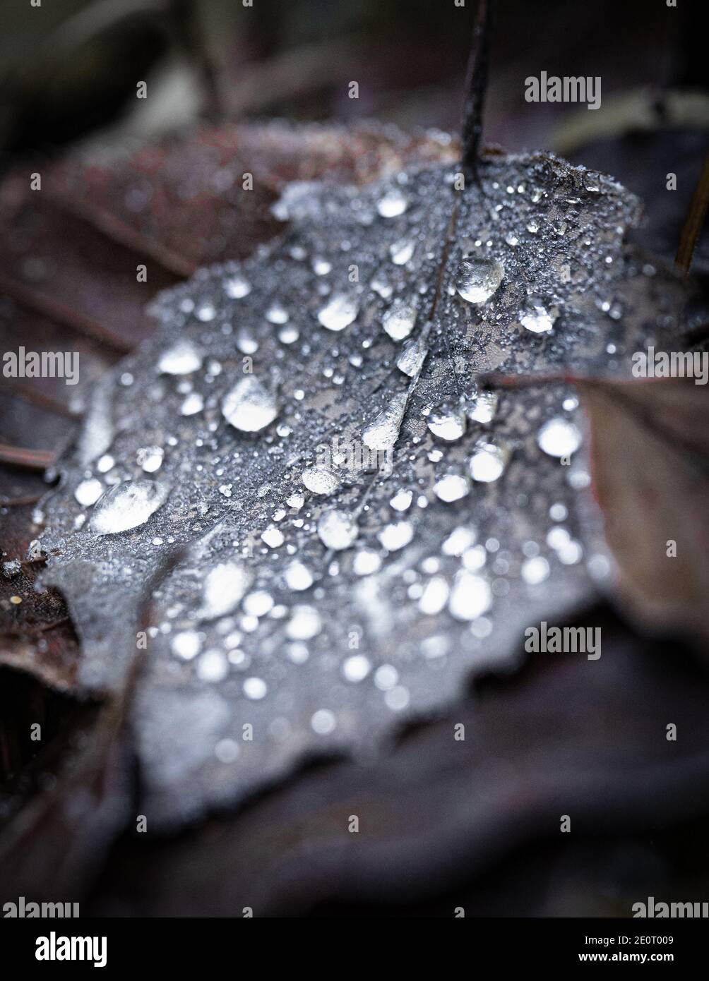 Herbstlaub mit Wassertropfen Stockfoto