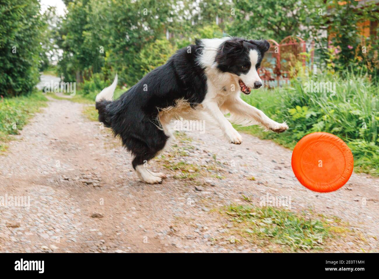 Outdoor-Porträt von niedlichen lustigen Welpen Hund Grenze Collie Fang Spielzeug in der Luft. Hund spielt mit fliegender Scheibe. Sportliche Aktivität mit Hund im Park draußen Stockfoto