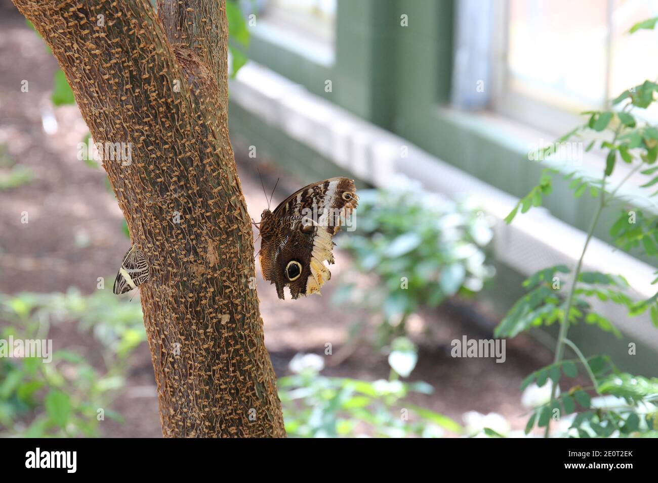 Ein cremefarbener Eule-Schmetterling und ein Mosaic Butterfly auf Ein Baumstamm mit geschlossenen Flügeln Stockfoto