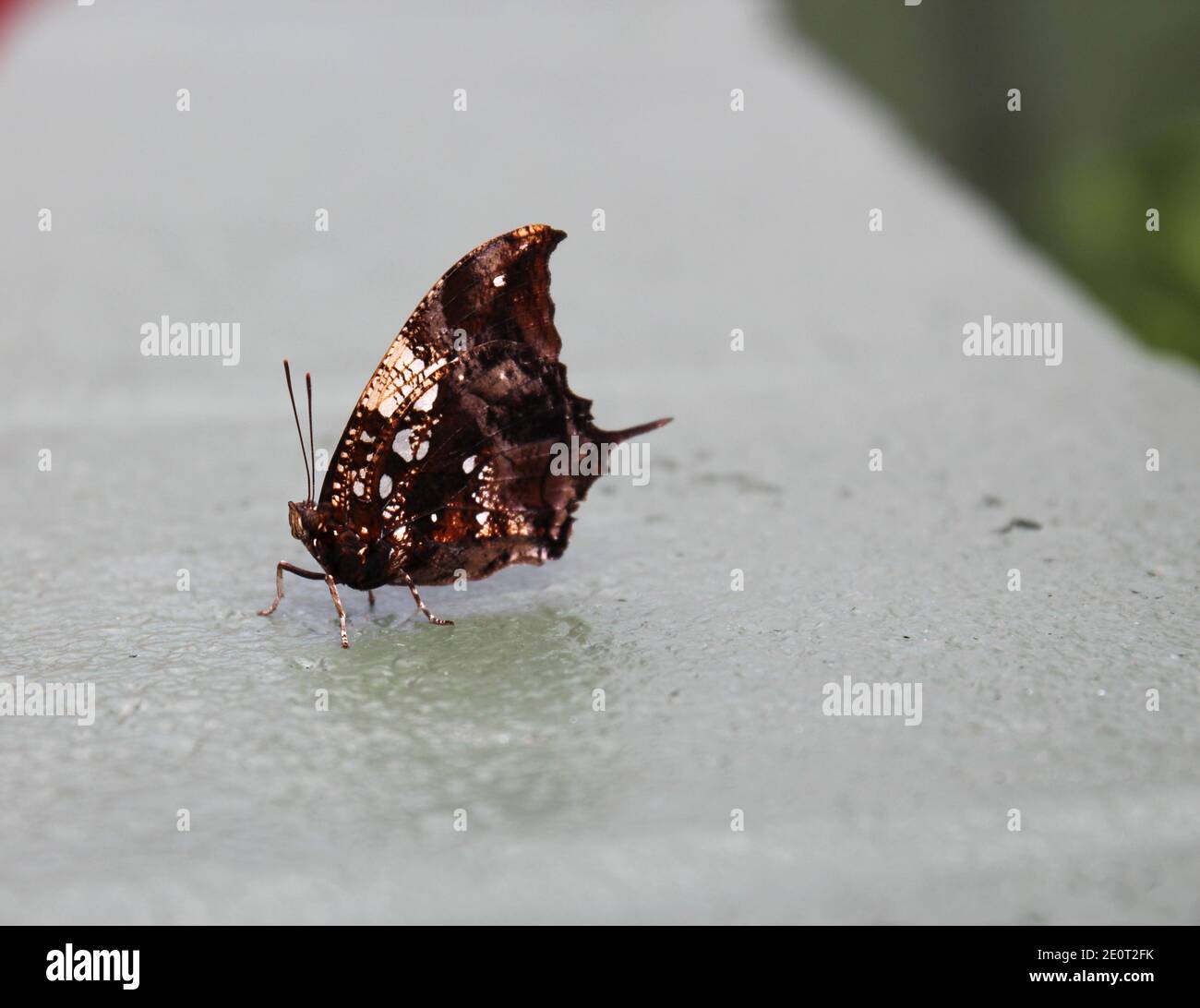 Nahaufnahme, Seitenansicht eines Hypna clytemnestra Schmetterlings, auch bekannt als der Jazzy Leafwing, Marmorbeine oder Silber Nieten Leafwing, sitzt auf einem cem Stockfoto