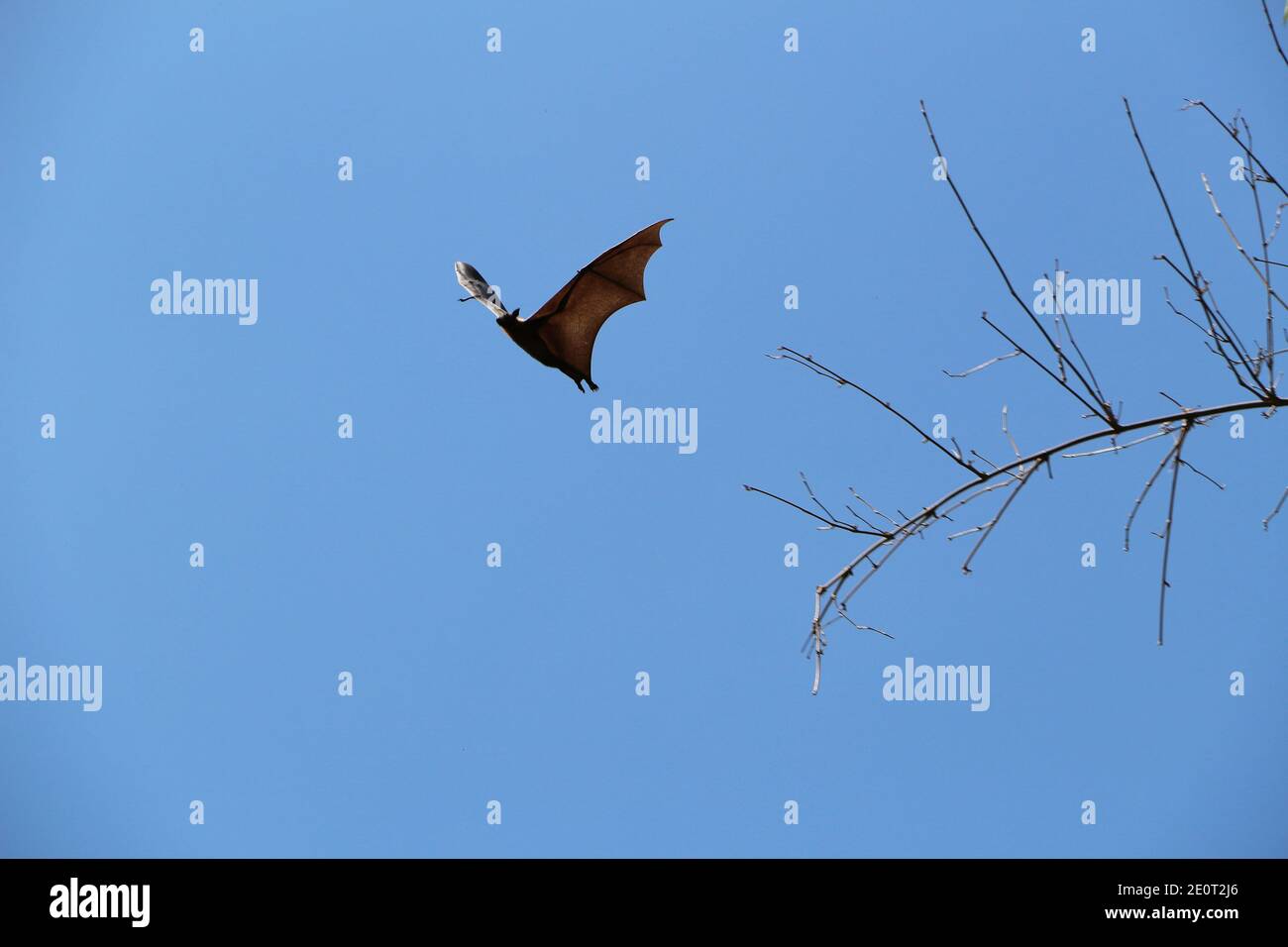 Fliegende Megabats in Sri Lanka Stockfoto