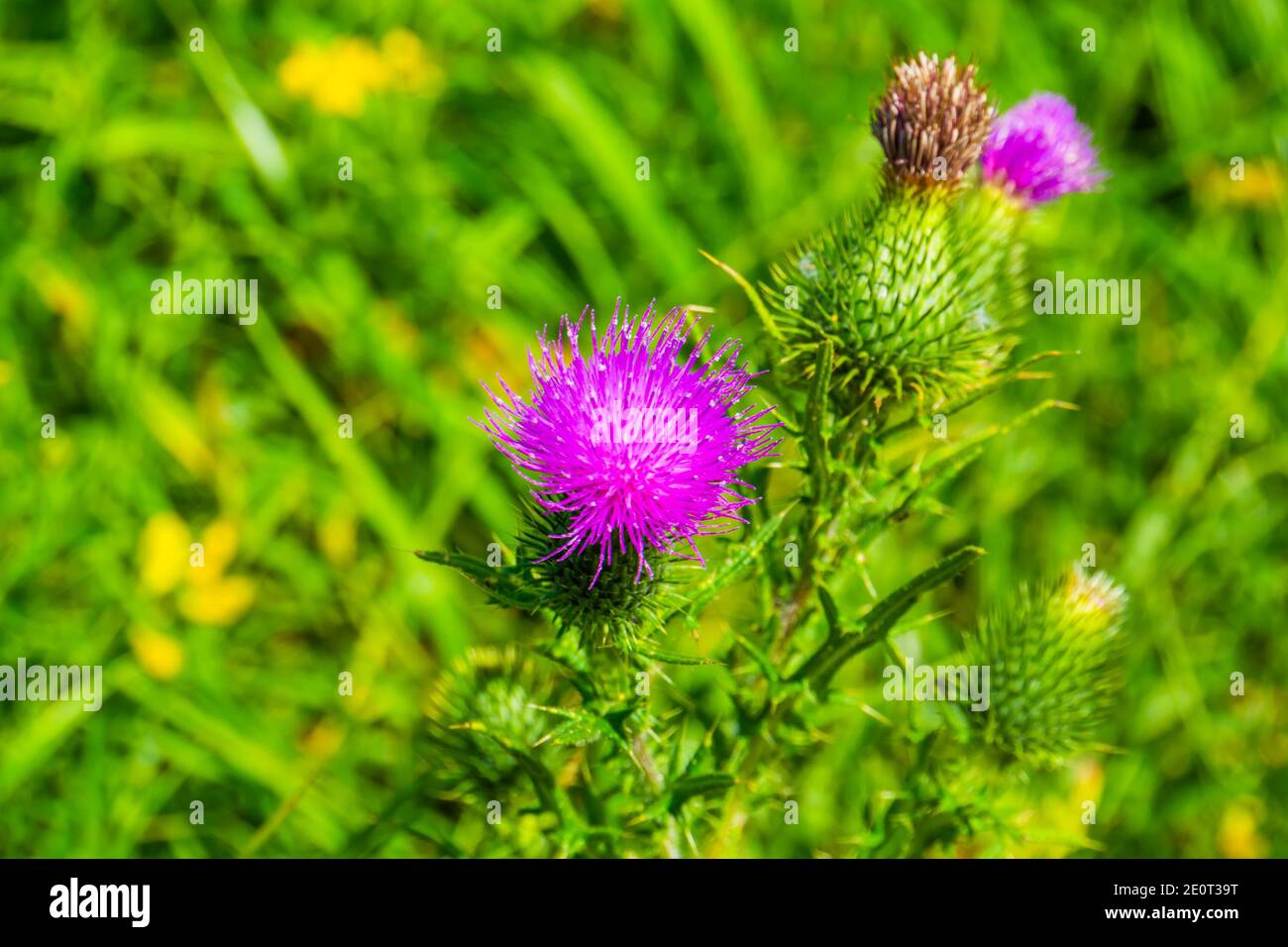 Marschdistel mit den Blüten in Nahaufnahme, gewöhnliche Wildpflanzenart aus Eurasien Stockfoto