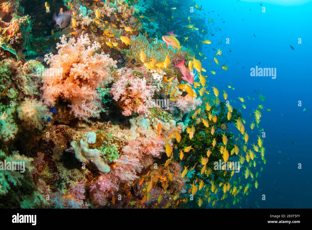 Weiche Korallen und schulierende Anthias dominieren diese philippinische Riffszene. Stockfoto