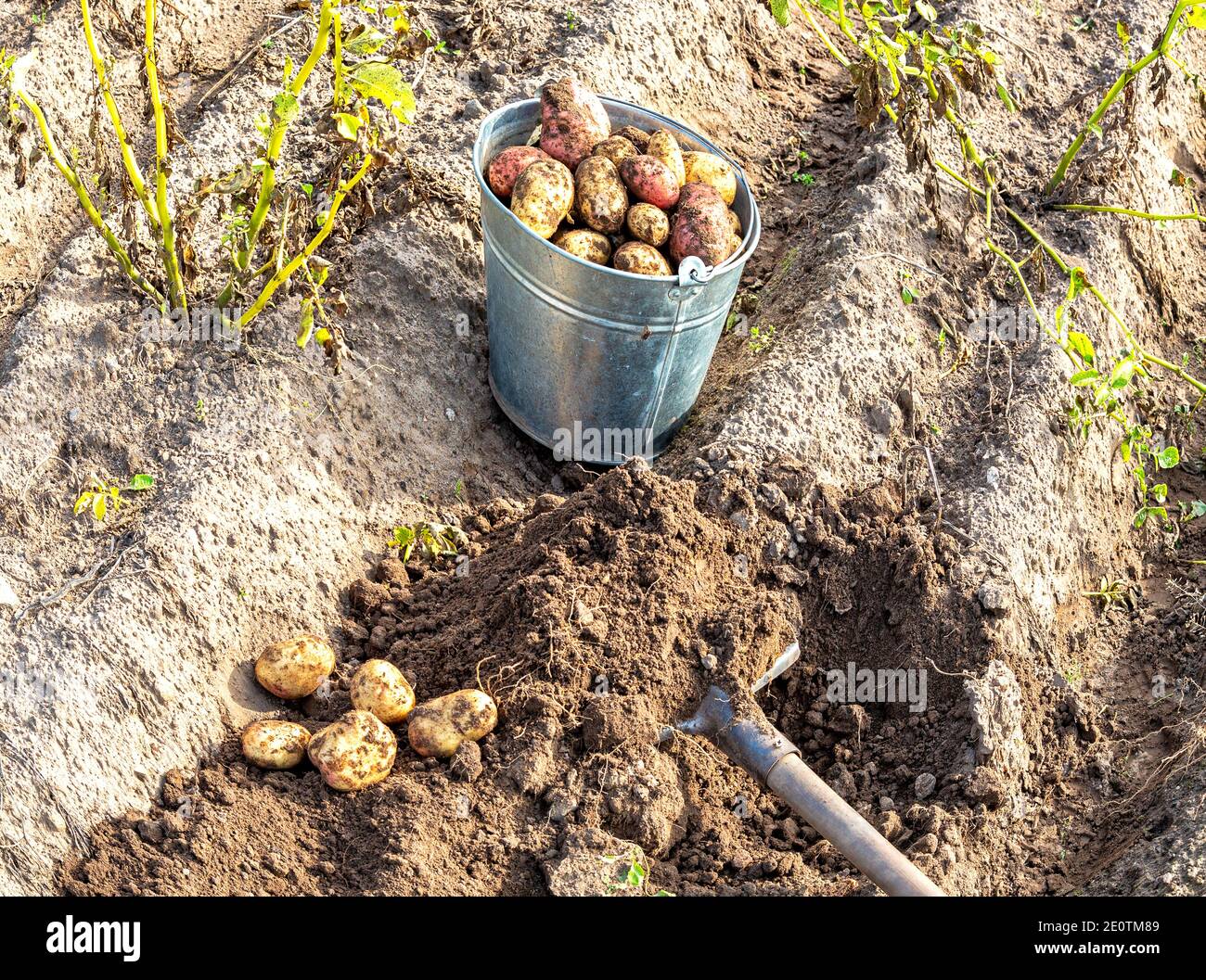 Frisch geerntete Bio-Kartoffeln im Metalleimer und Spaten im Gemüsegarten. Kartoffelernte auf dem Feld Stockfoto