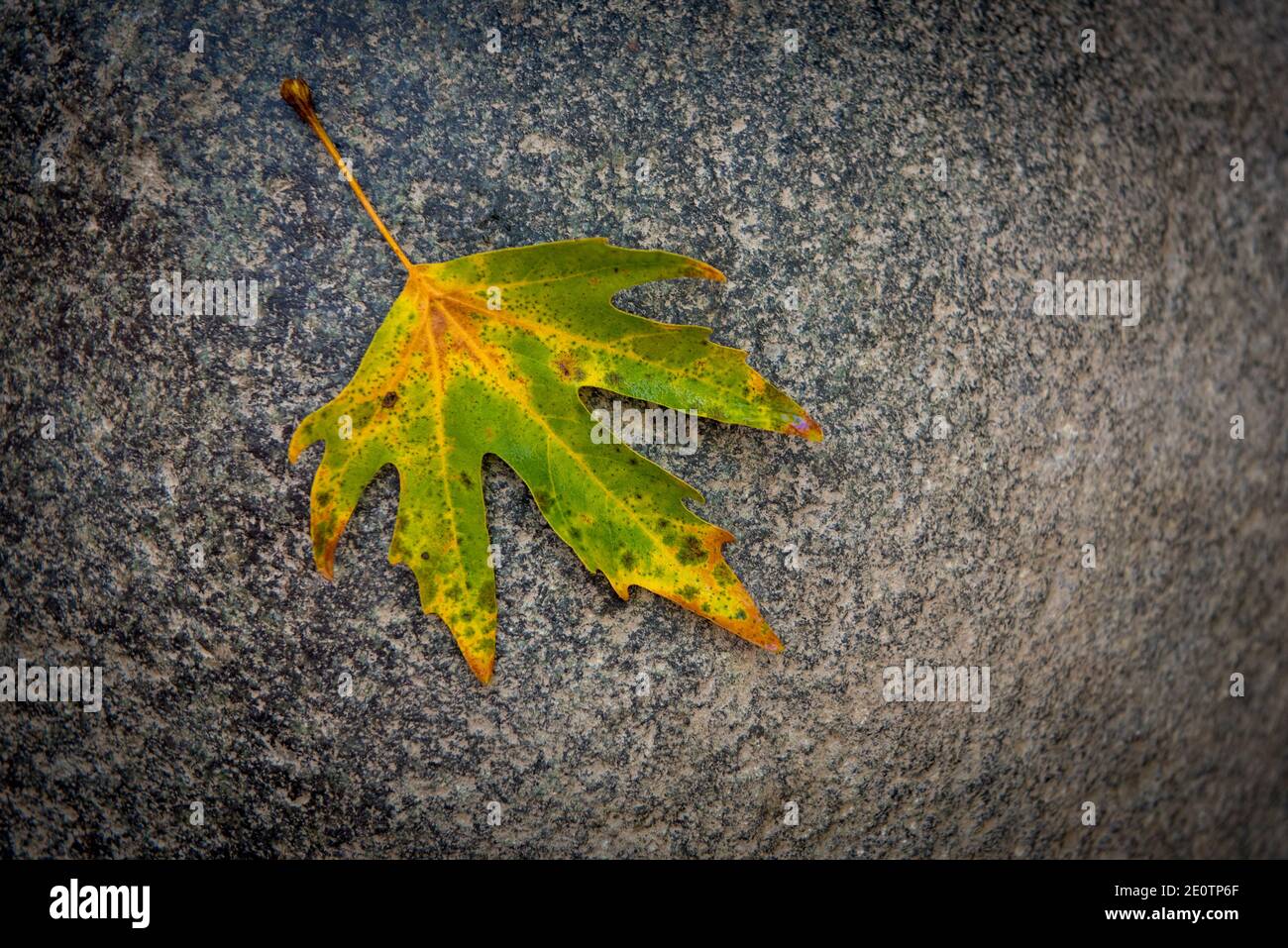 Einzelnes gelbes trockenes Ahornblatt auf dem Boden im Herbst Stockfoto